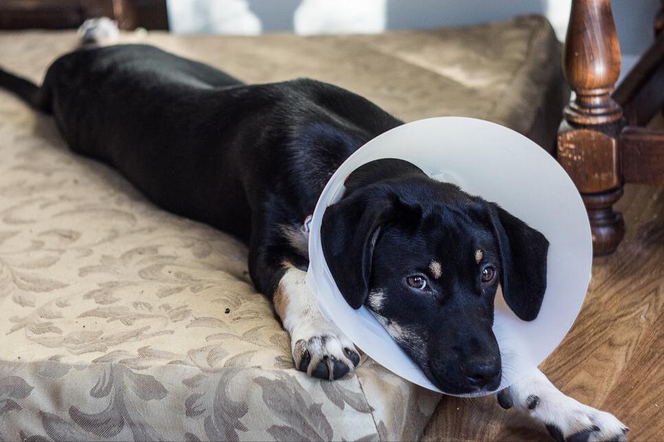 狗狗少了一圈的毛,狗狗少了一个脚趾