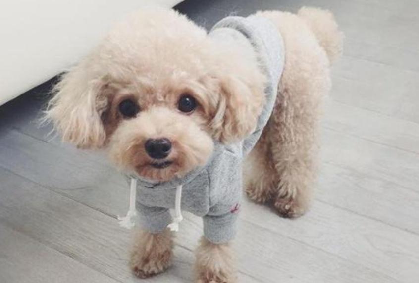 小狗一直吐白色的泡沫看着很痛苦,养宠日记狗狗尿尿是血是怎么回事