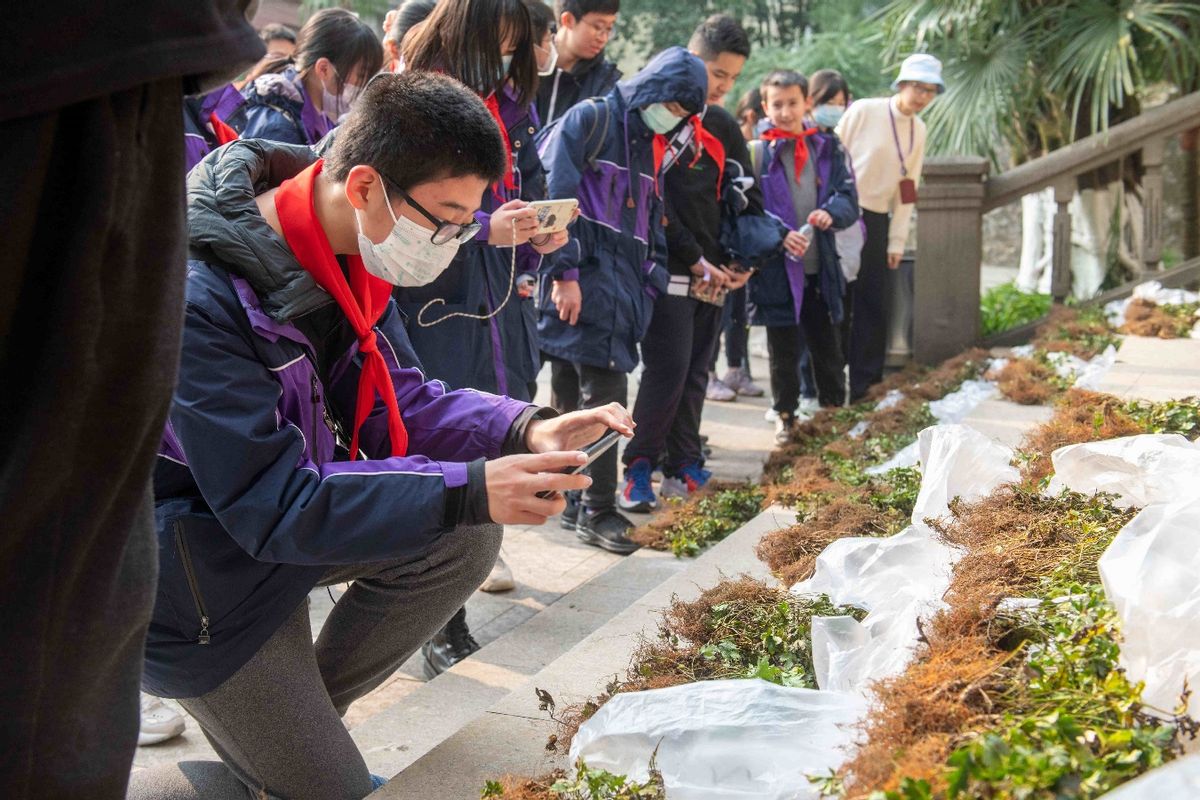 制作中医药材标本的过程,制作中医草药标本