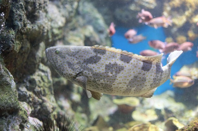 吃石斑鱼好处与坏处,吃石斑鱼益处