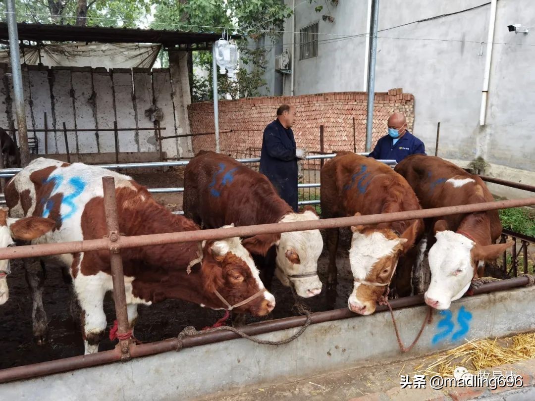 牧场标准化管理思路,牧场抖音运营