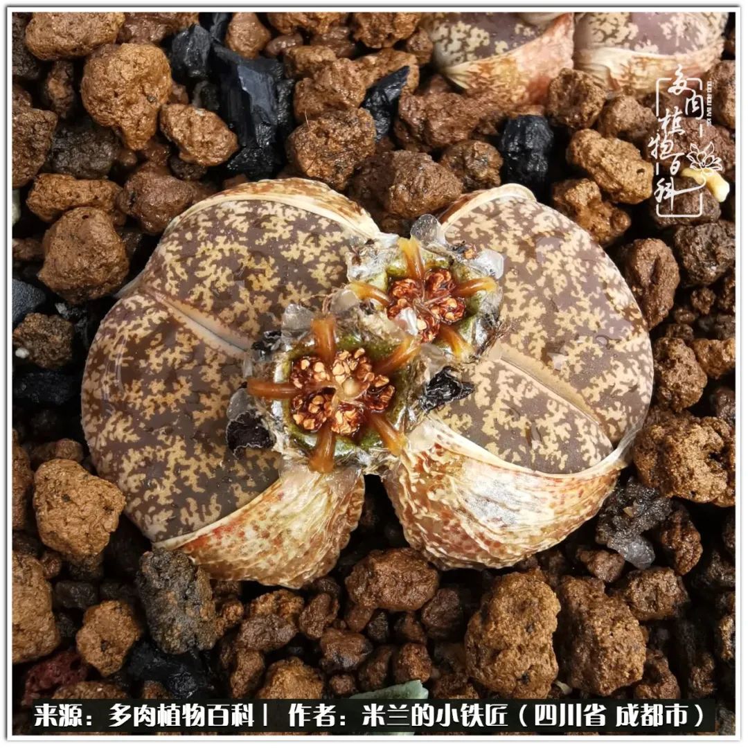 生石花好养吗怎么养护的,生石花的养殖方法和注意事项