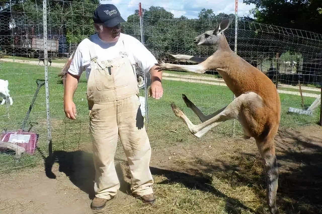 澳大利亚80年一遇的袋鼠杀人事件,澳大利亚袋鼠为什么会被扑杀