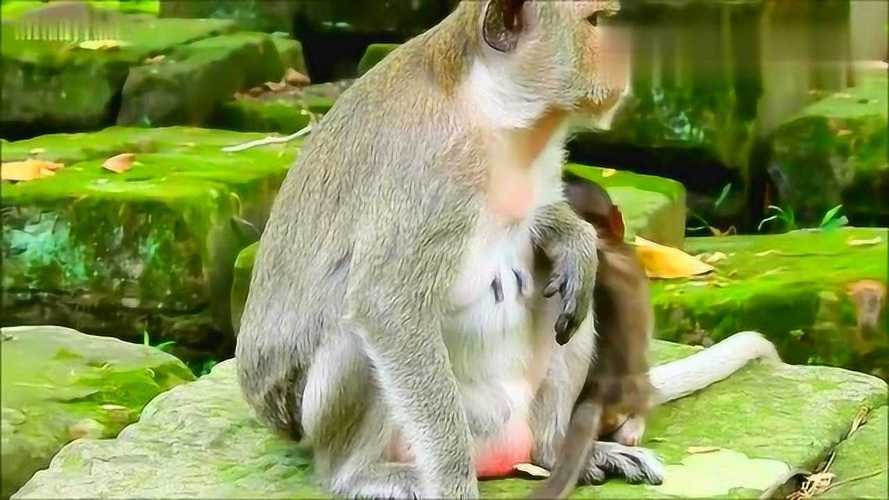 母猴打死猴宝宝,母猴暴打猴子幼崽
