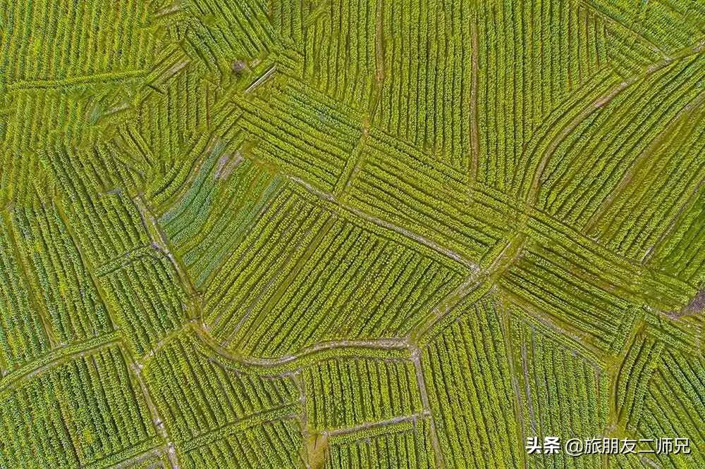 广州花都梯田油菜花,广州徒步赏油菜花路线