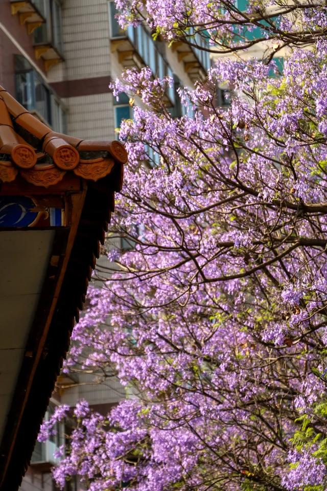 昆明蓝花楹最佳观赏期,颜值爆表昆明十大蓝花楹打卡指南