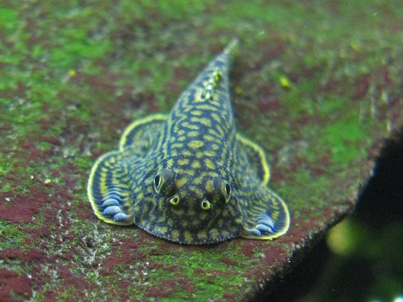 清洁鱼有什么用,冷清洁鱼有哪些