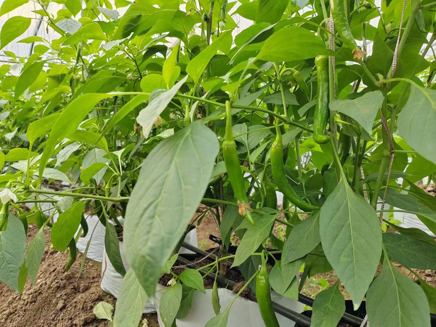 辣椒根系生根最快最好的方法,辣椒育苗根系不好怎么办