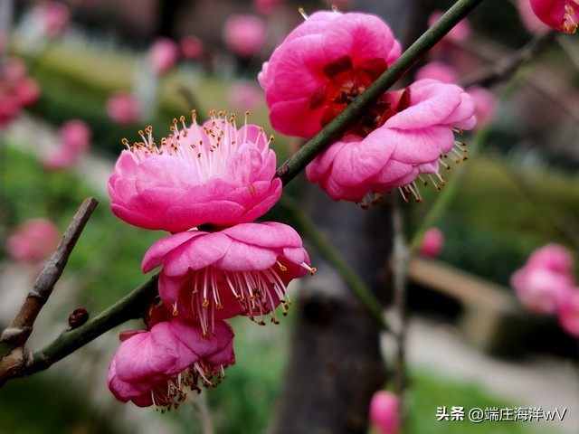 重庆旅游必去十大景点推荐有哪些,重庆旅游必去十大景点推荐打卡