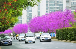 花开贵阳景如画,贵阳漫山遍野都是花的地方