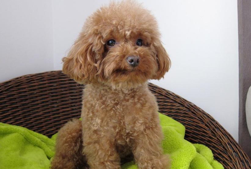 泰迪拉稀怎么办最快最有效,刚接回来的二个月泰迪拉稀怎么办