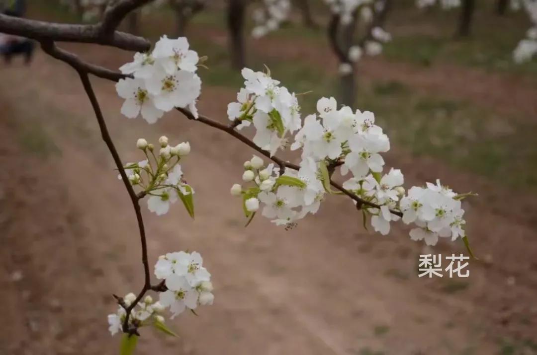 100种花草图片欣赏,50种花草图片大全