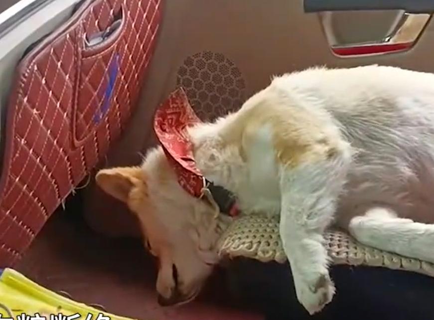 被堵高速小狗只能吃泡面,江苏货车司机高速被堵10天