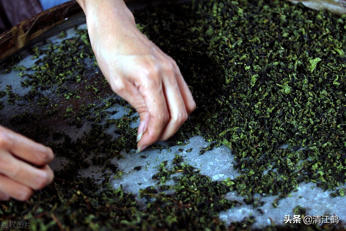 如何挑选小青柑茶叶的好坏视频,青茶的代表茶类有哪些