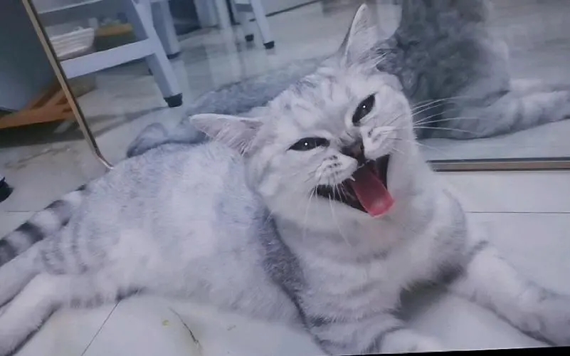 猫咪一直在嗷呜叫是怎么回事,猫咪一直嗷呜嗷呜的叫怎么办