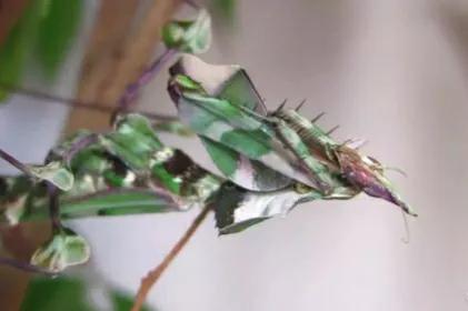 螳螂吃掉自己丈夫的头,螳螂为什么吃掉配偶螳螂吃蛇