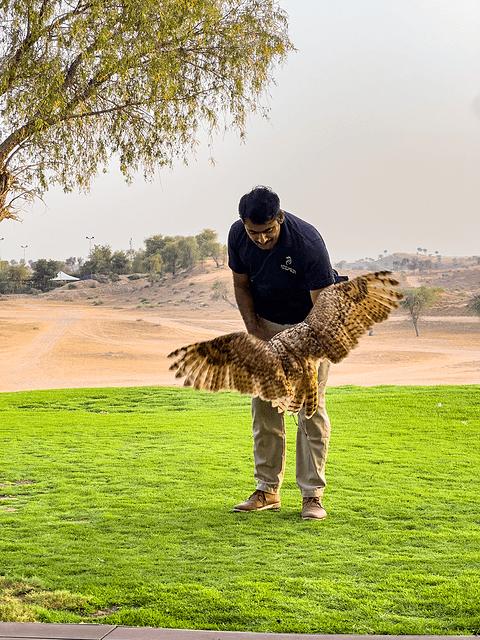 阿联酋丽思卡尔顿,阿联酋野奢帐篷