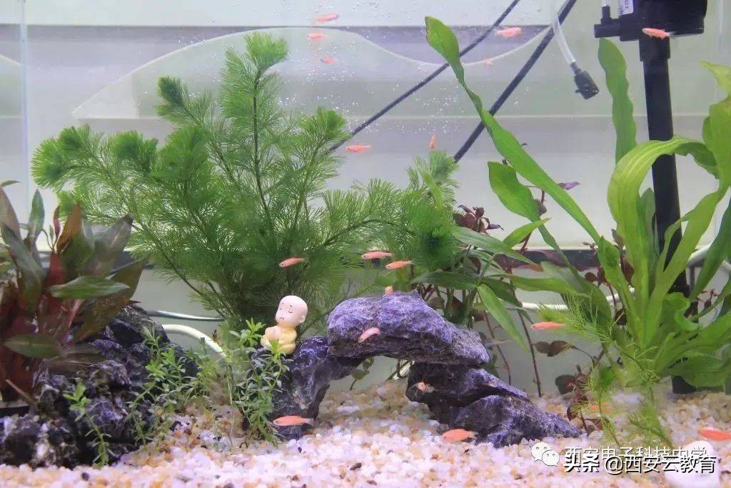 西安小升初高新公办学校最新消息,西安小升初西电中学