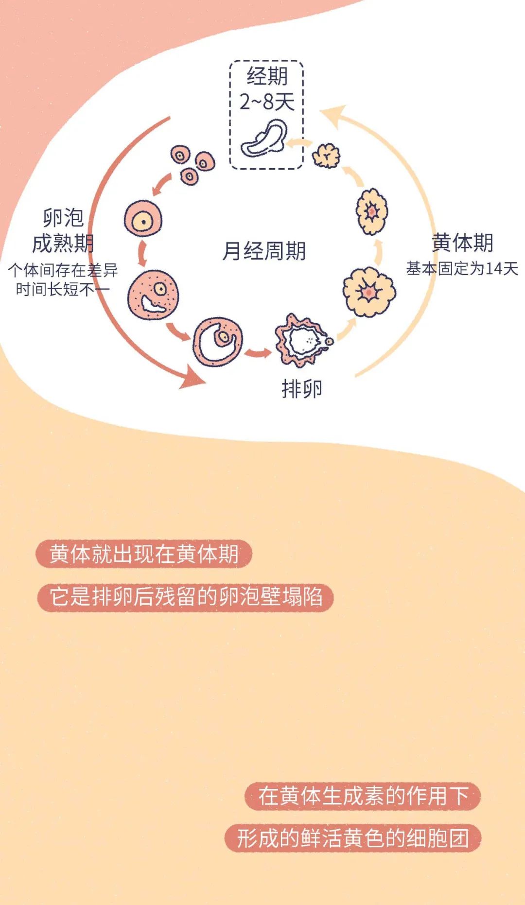 女生黄体破裂会是什么表现,什么原因会导致女性黄体破裂