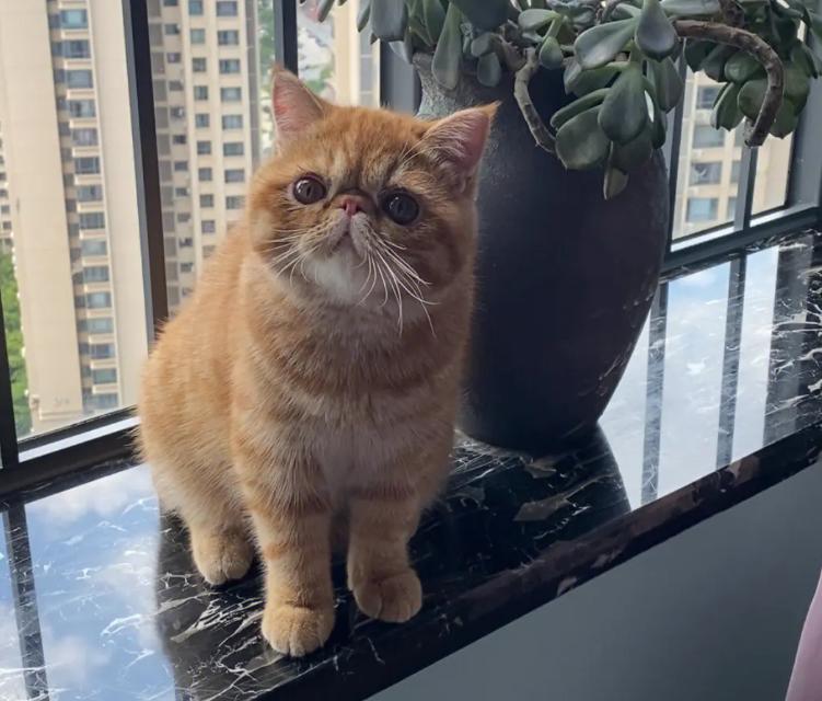 加菲猫可爱排名,肥猫加菲猫宠物