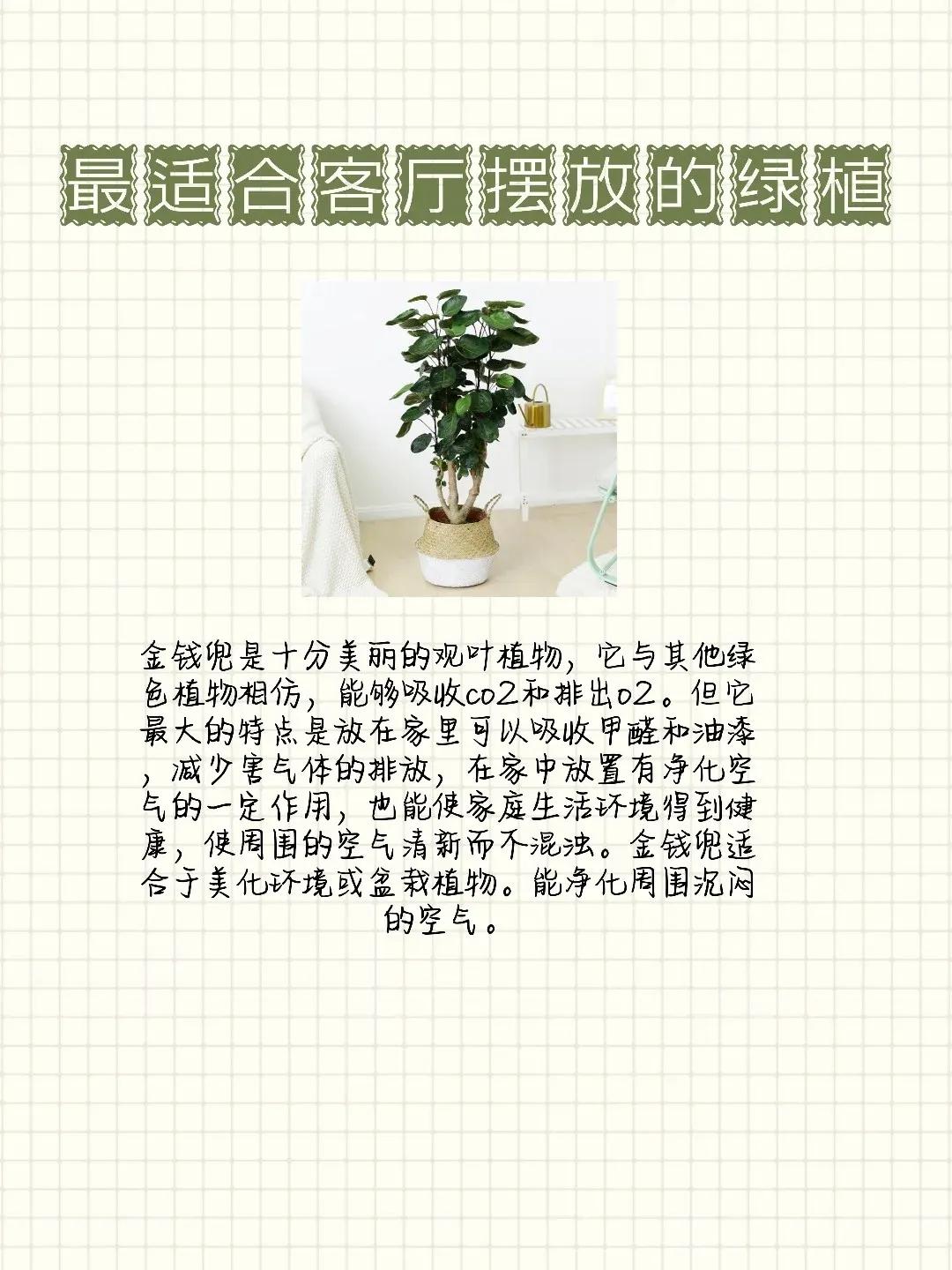 放客厅没有阳光也能活的大型绿植,客厅里面放哪种绿植好养活又好看