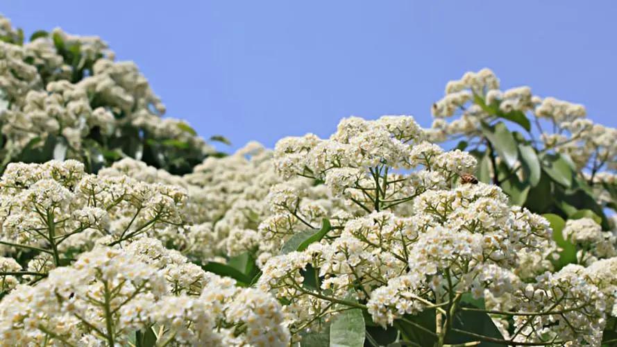 为啥石楠花臭臭的还要种,石楠花好臭为什么满大街种不活