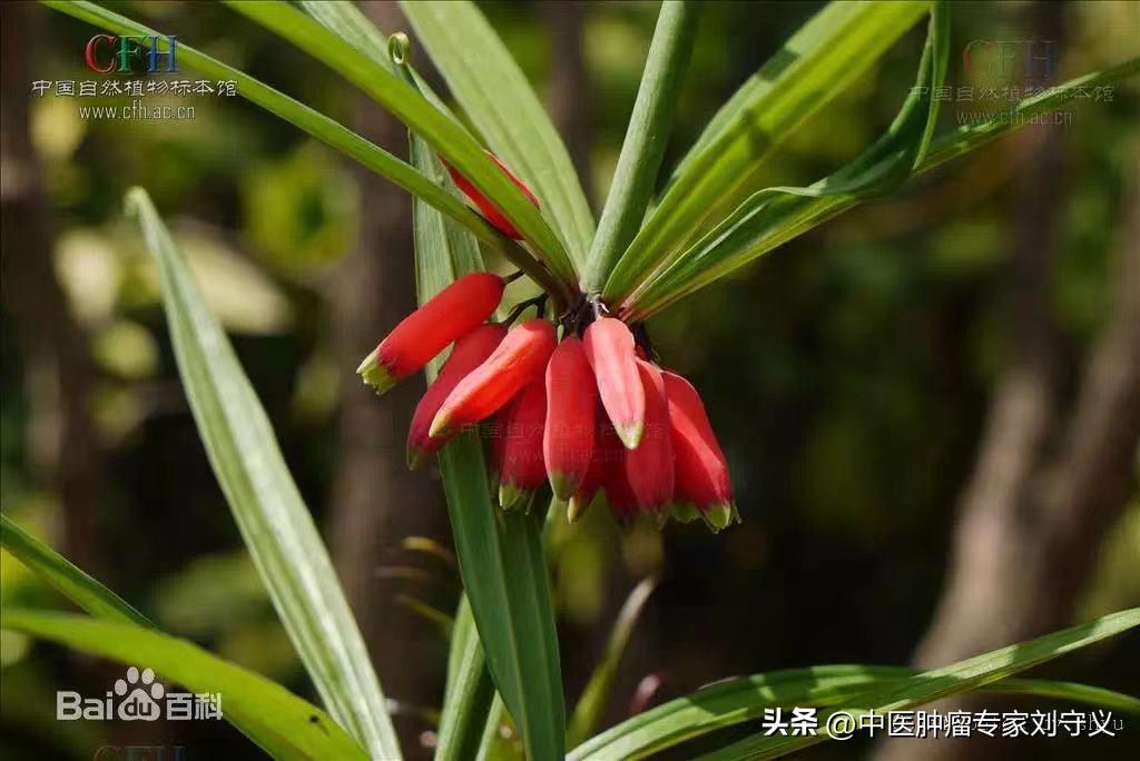 黄精配伍哪味中药养脾胃,黄精补脾胃又不能用于脾胃虚弱