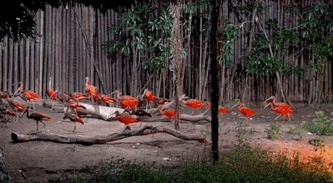 夏夜的一万种可能标题,夏夜的一百种可能