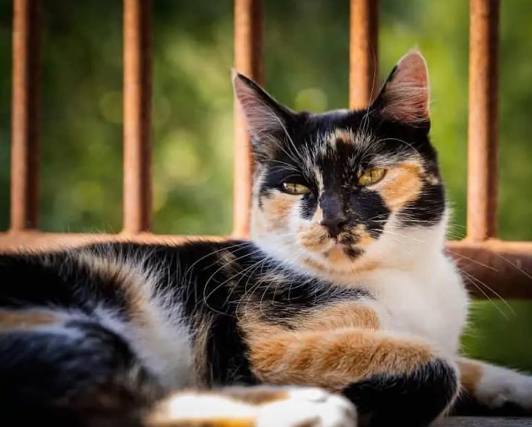 为什么玳瑁猫是一种有缺陷的猫,玳瑁猫长不胖吗