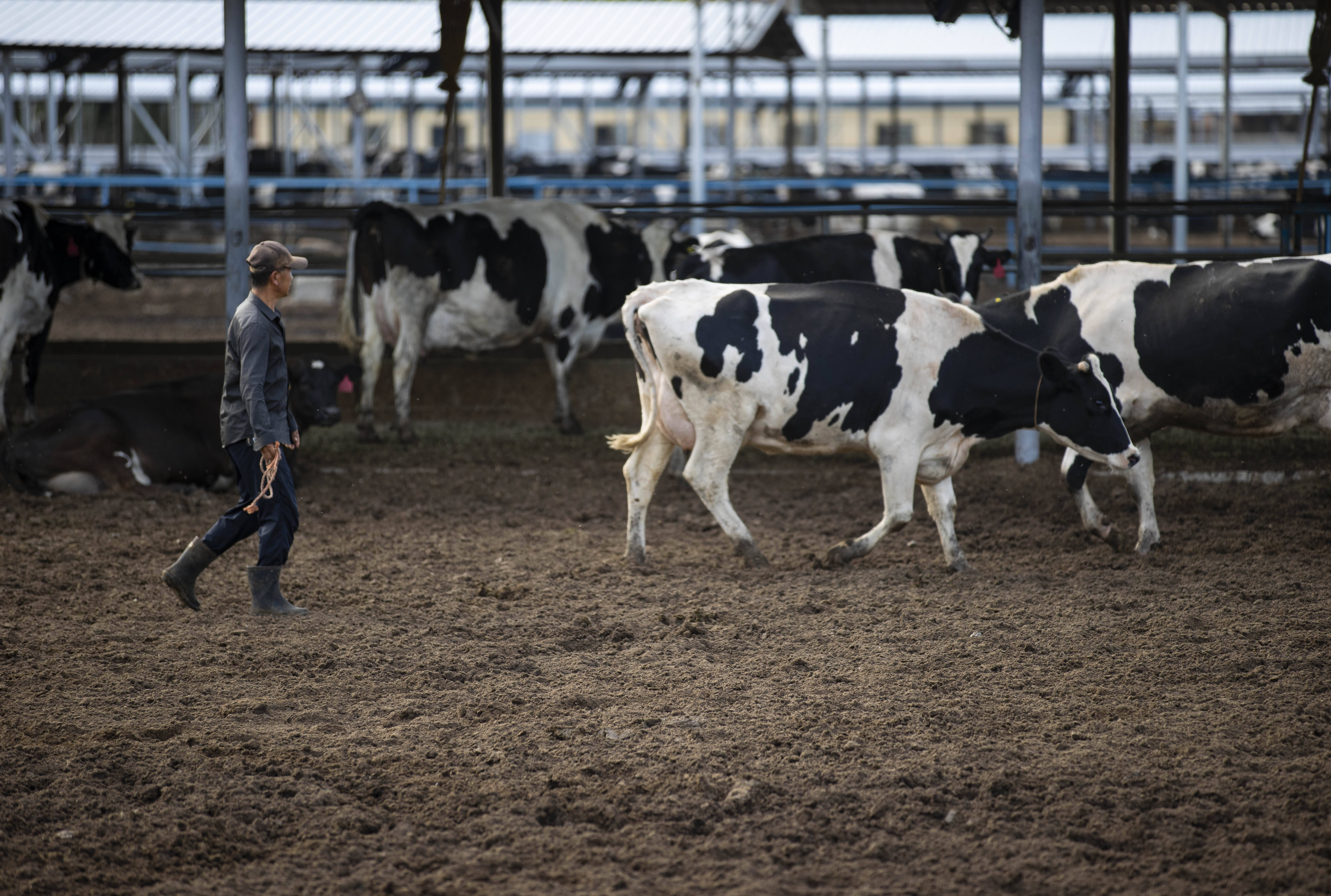 奶牛规模化养殖场建设方案,奶牛养殖场建设的标准是