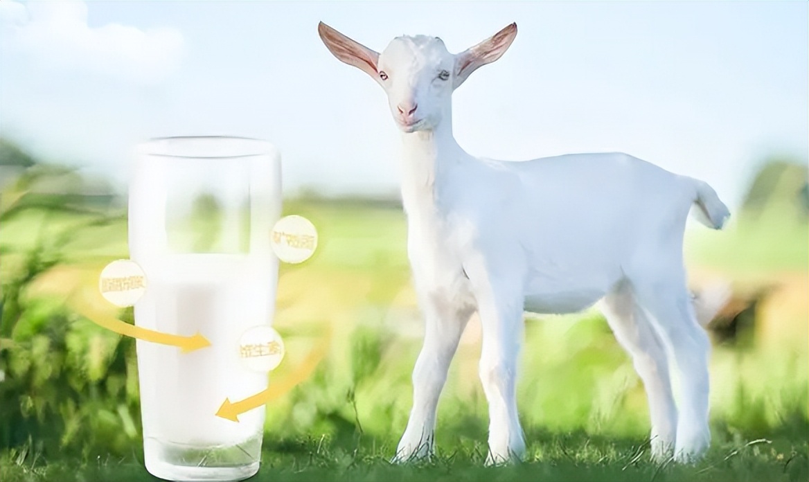 蓝河绵羊和佳贝艾特奶粉怎么选,蓝河和佳贝艾特奶粉实测