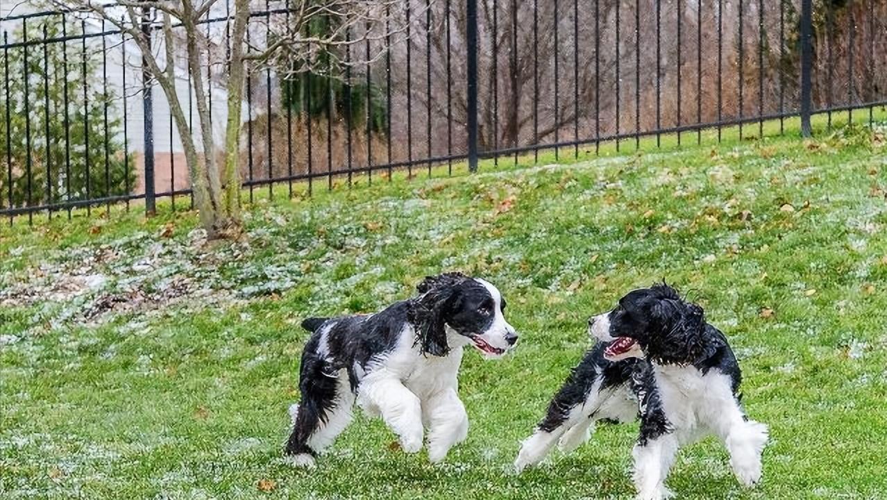 史宾格有什么特点,史宾格优点和缺点