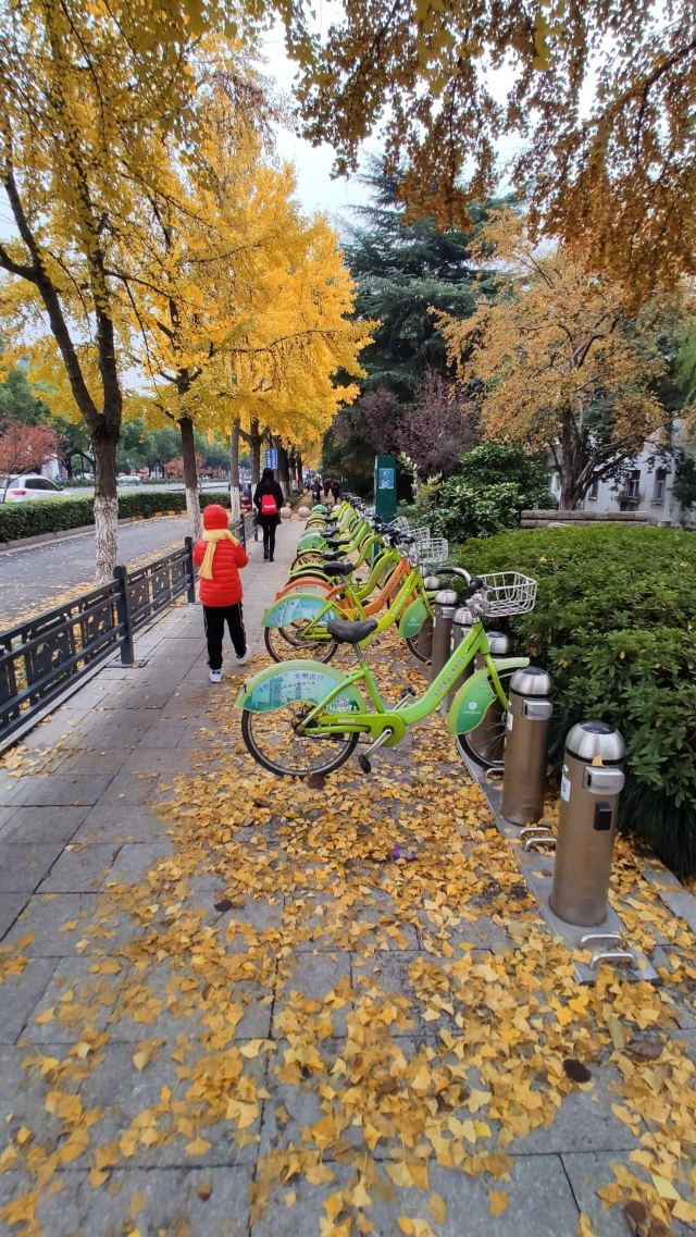 苏州秋季旅游最值得去的地方,苏州赏秋一日游攻略