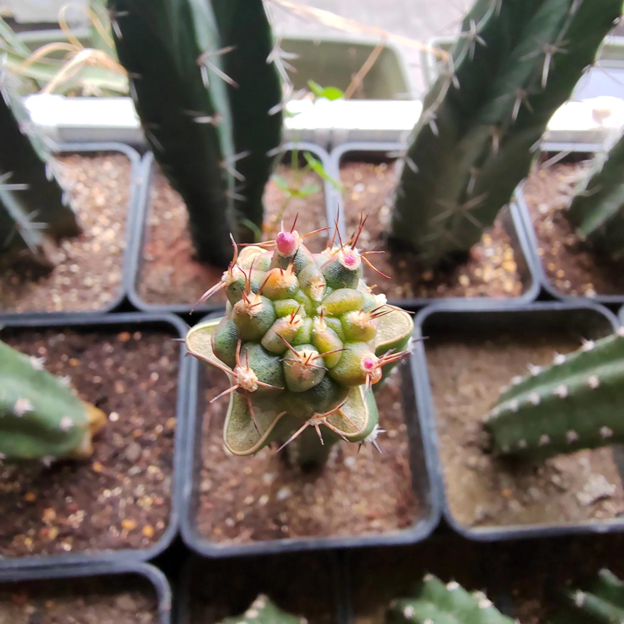 火龙果嫁接仙人球多久拆嫁接膜,火龙果嫁接仙人球后还可以嫁接吗