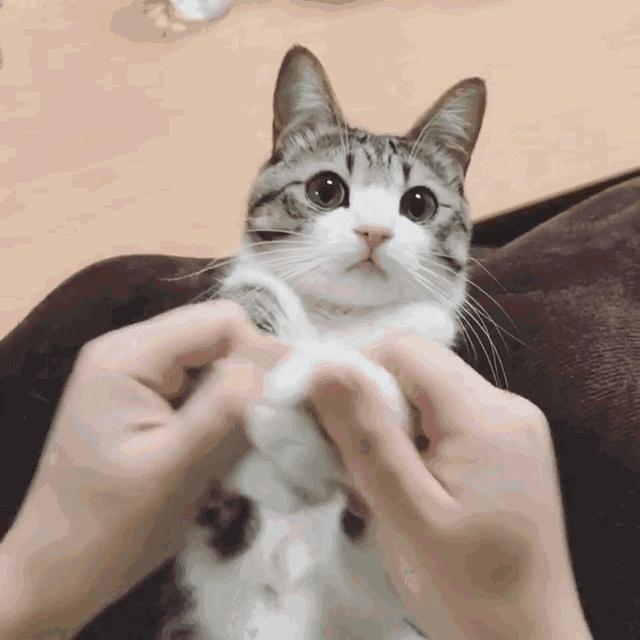 未来猫能活到30岁？？铲屎官听说后狂喜，怒捐3亿！！