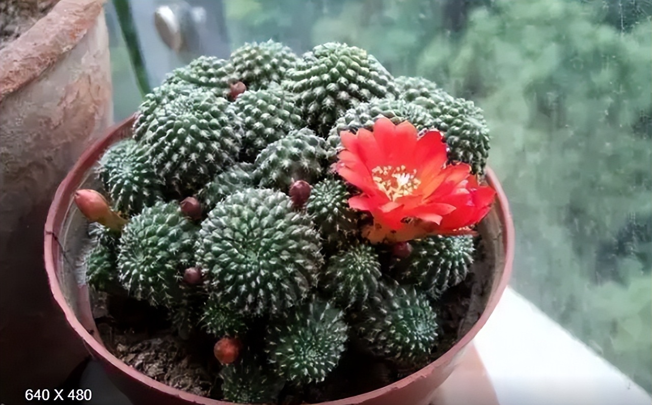 5种花浇不死浇水越多长得越旺,十种不能乱浇水的花