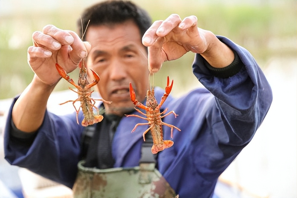 谁才是小龙虾之都,谁才是小龙虾之乡