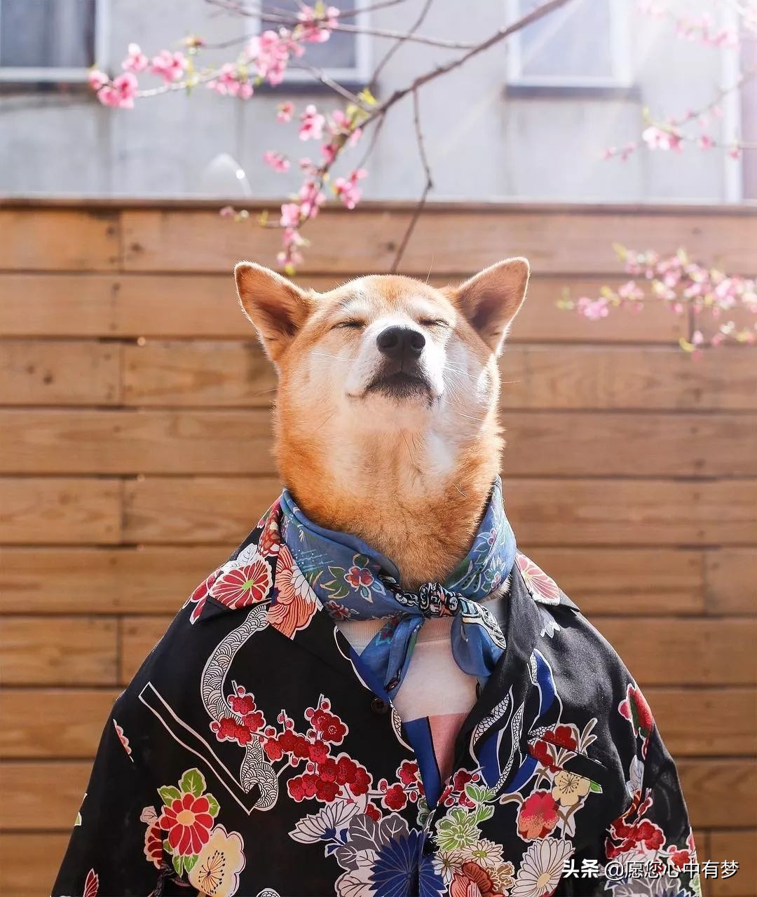 宠物消毒剂对狗狗有没有影响,狗狗消毒液对狗有害吗