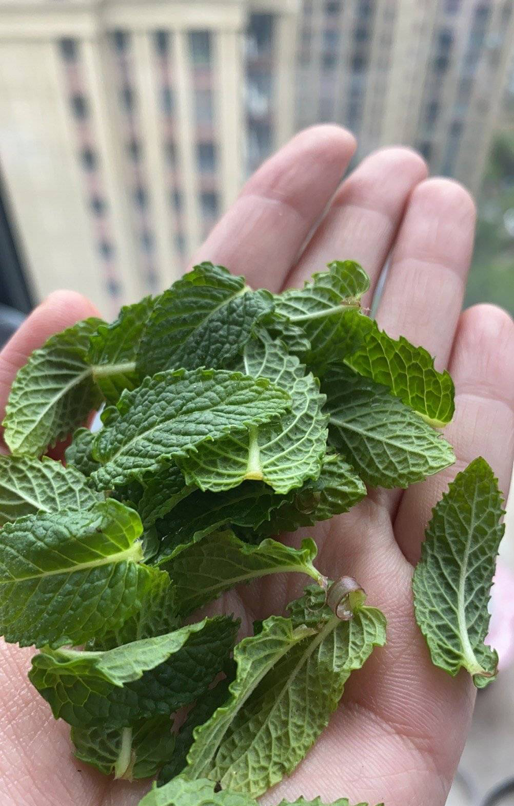 养薄荷的方法技巧适用什么肥,养薄荷叶的方法