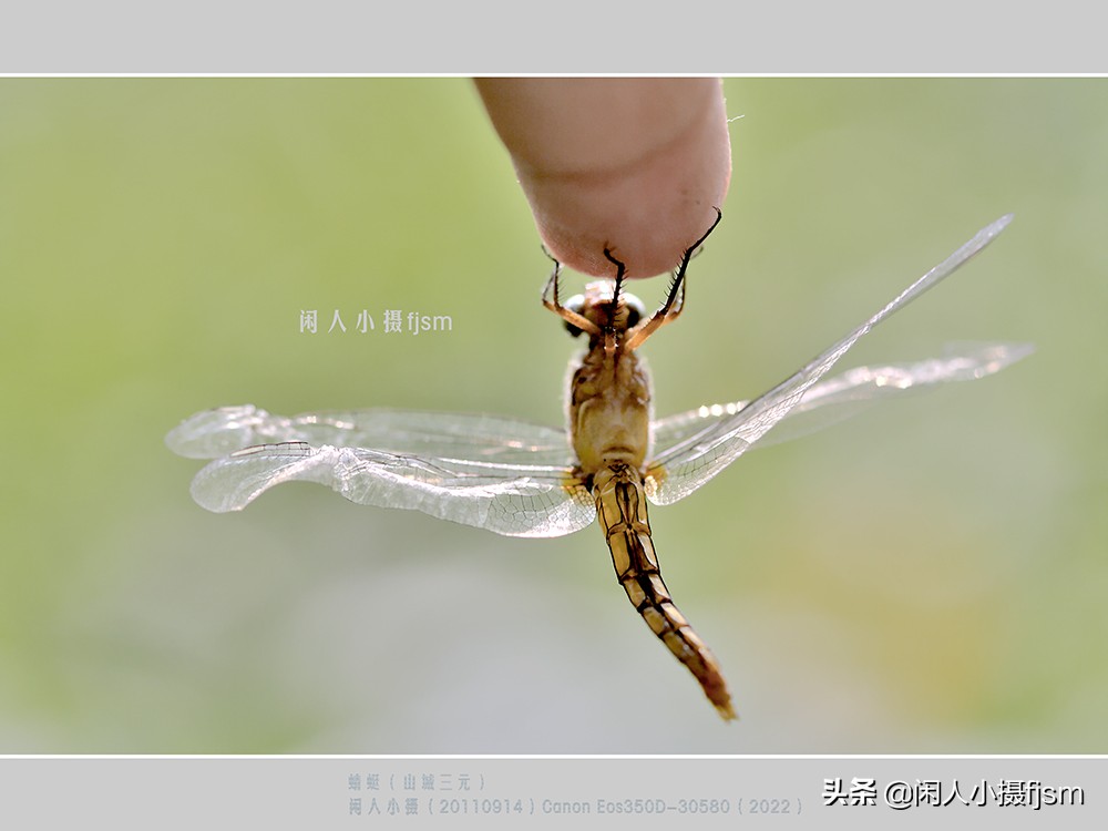 近距离拍摄昆虫小动物,常见昆虫微距摄影活动