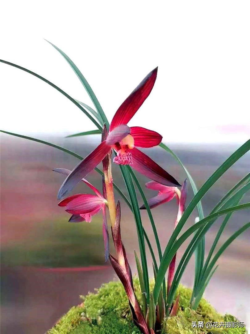 贵州省最名贵十种兰花,贵州山里最常见的兰花