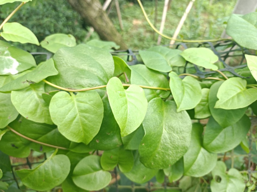 外形似何首乌，闻之有鸡屎味，用来做菜却是民间美味，你可吃过？