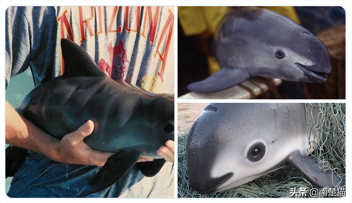 分享各种各样的动物,保证你没见过的20种新动物