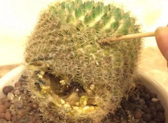 100种耐寒耐旱花卉,哪种花最耐旱不用浇水