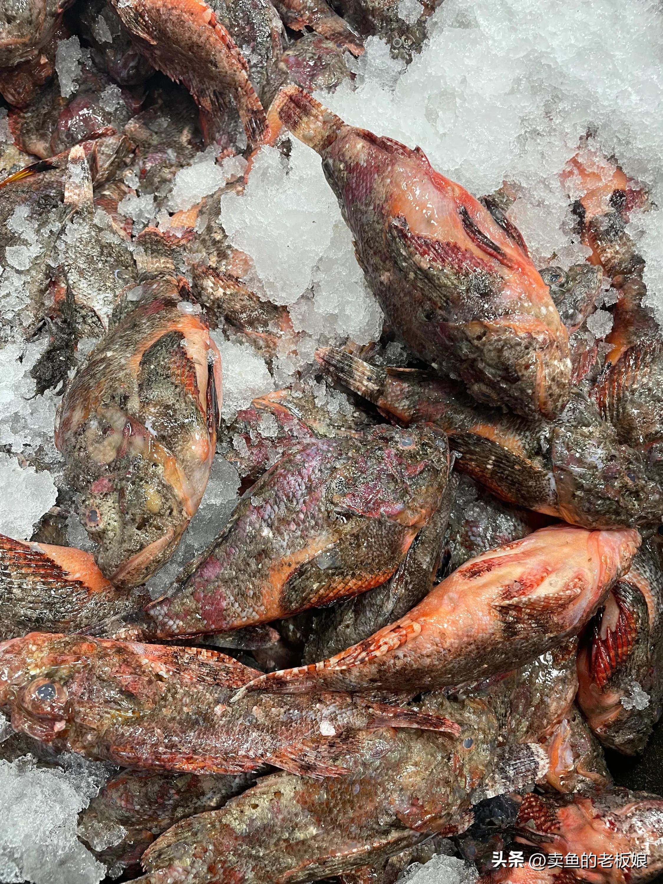 野生海鱼有哪些便宜的品种,公认最好吃的6种野生海鱼