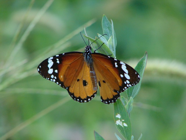 滕王李元婴如何评价滕王阁序,滕王李元婴没参加滕王阁集会吗