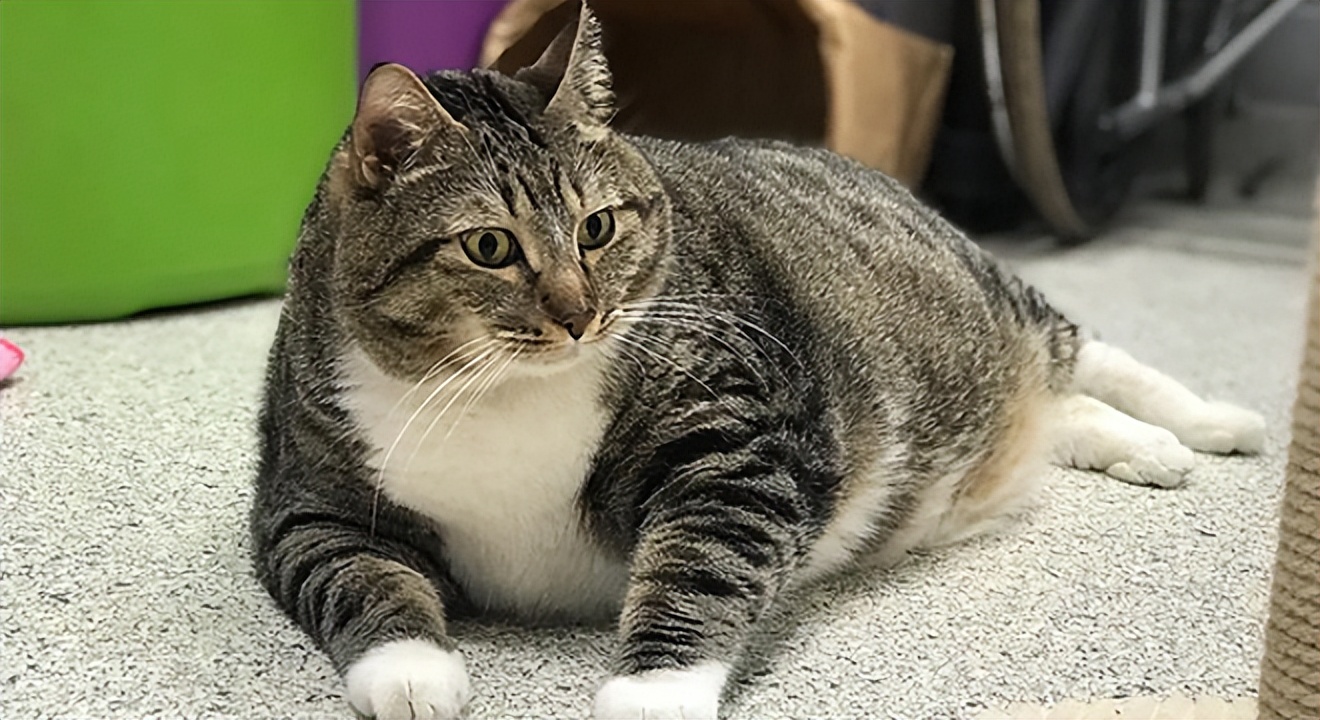 猫咪生长到几个月才会停止成长,猫咪寿命最短的表现