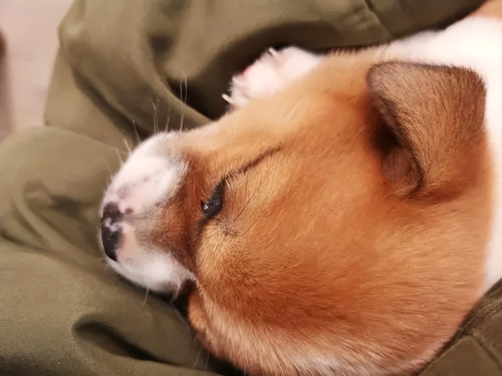 狗子犯困瞬间清醒,狗每天都在打瞌睡