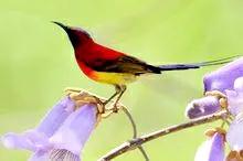 现实里的真正的凤凰,你见过真正的凤凰吗