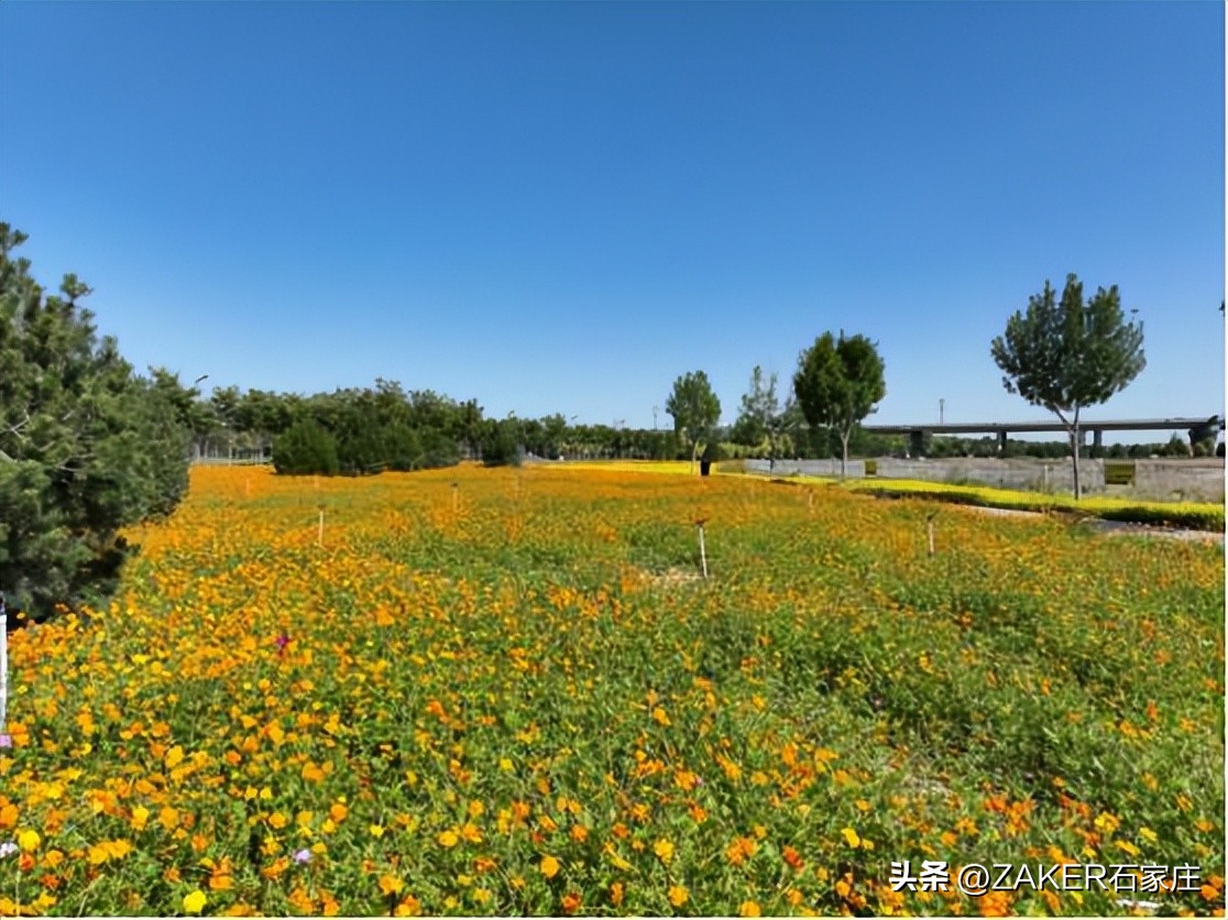 石家庄早新闻,早新闻完整内容